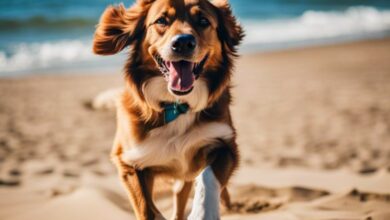 Spanien mit Hund erkunden