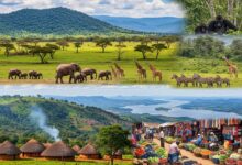 Uganda- und Kenia-Reise zwischen Urwald, Steppe und Safarizauber